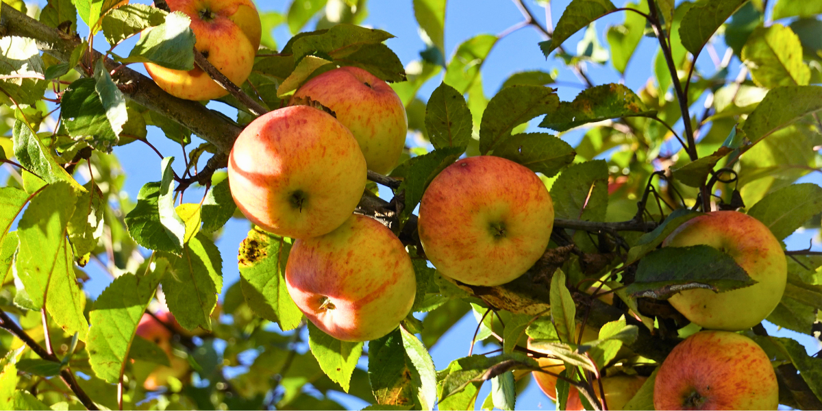 Apples on tree